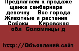 Предлагаем к продаже щенка сенбернара - девочку. - Все города Животные и растения » Собаки   . Кировская обл.,Соломинцы д.